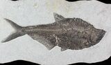 Huge, Diplomystus Fish Fossil - Great Wall Mount #77880-1